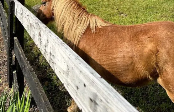 900f870d9a9f45b6877706e8fcda4fe8 Large